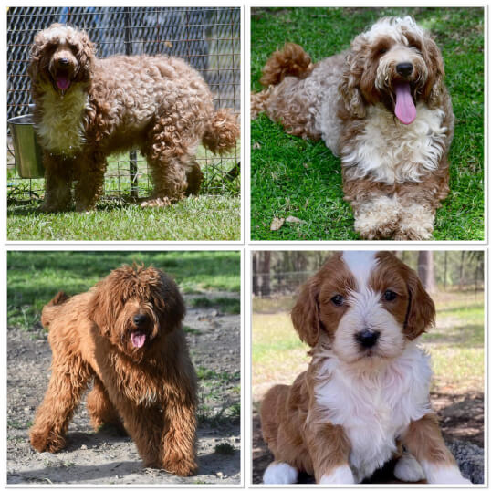 Our Puppies Lighthouse Labradoodles