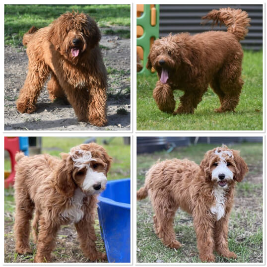 Our Puppies Lighthouse Labradoodles
