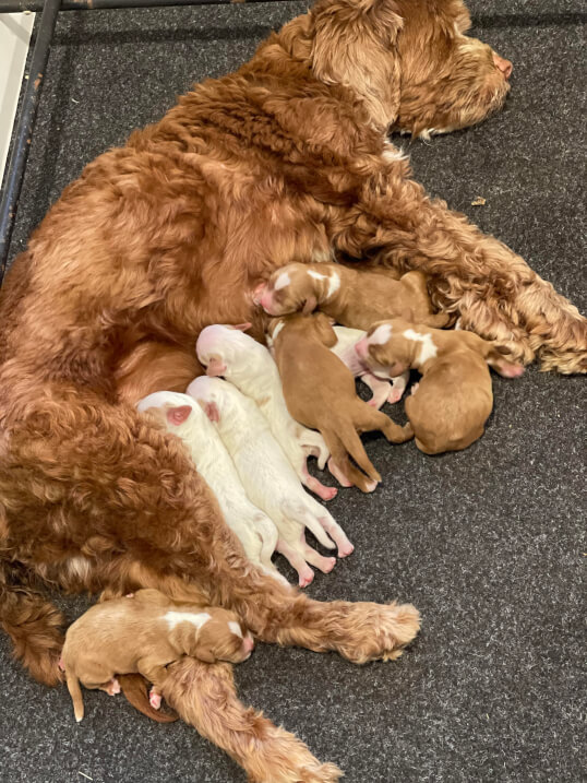 Our Puppies Lighthouse Labradoodles