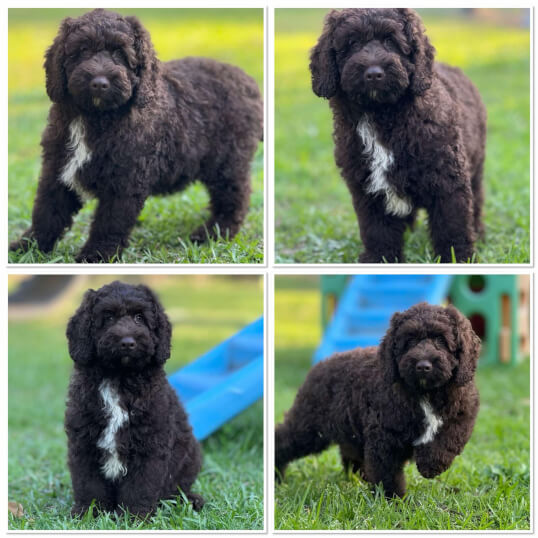 Lighthouse Labradoodles