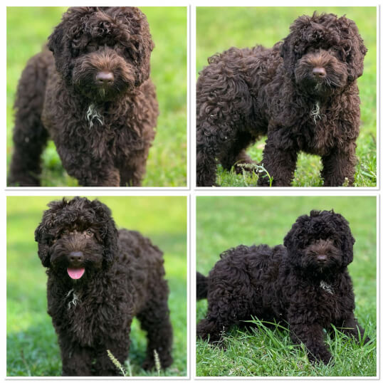 Lighthouse Labradoodles