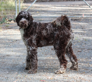 <b>BOGART&nbsp;</b>