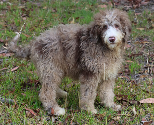 Lighthouse Labradoodles