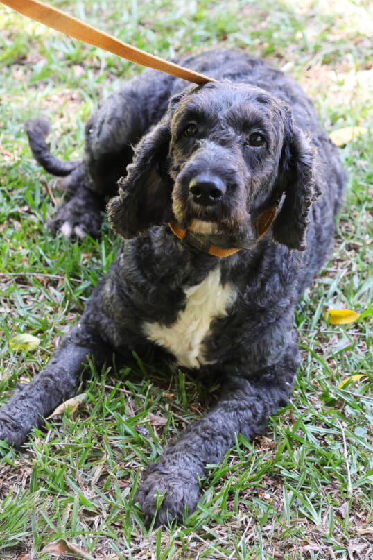 Lighthouse Labradoodles