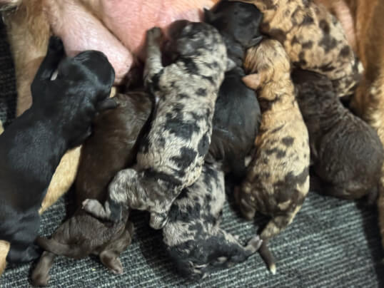 Lighthouse Labradoodles
