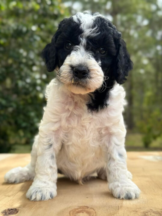 Lighthouse Labradoodles