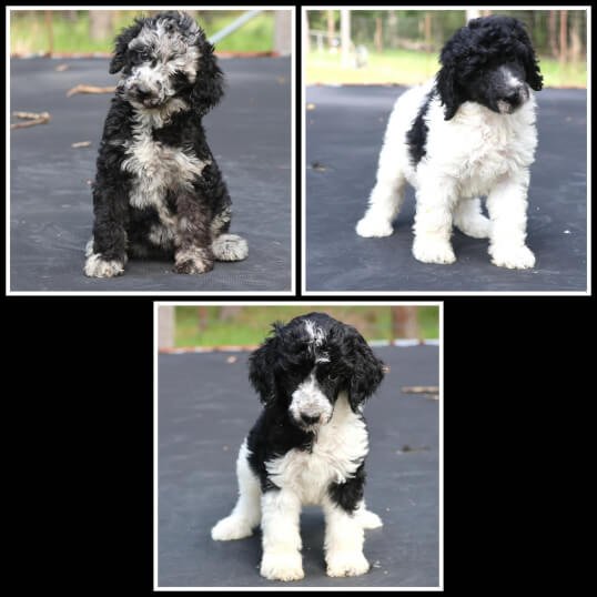 Lighthouse Labradoodles