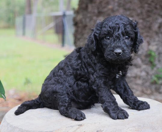 Lighthouse Labradoodles