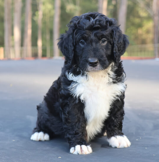 Lighthouse Labradoodles