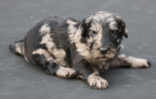 Lighthouse Labradoodles