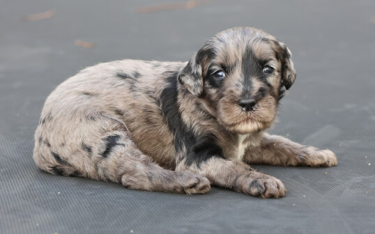 Lighthouse Labradoodles