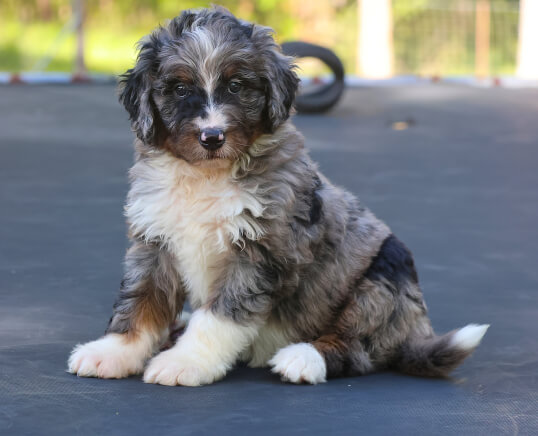 Lighthouse Labradoodles