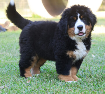 <b>MATILDA&nbsp;</b>