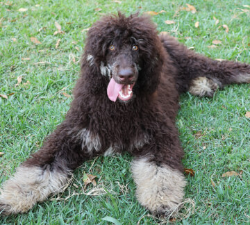 <b>PANDORA&nbsp;</b>