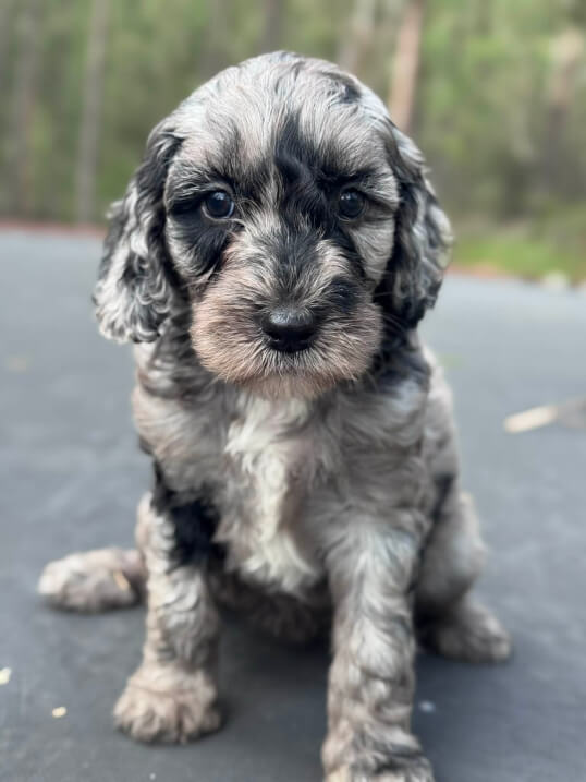 Lighthouse Labradoodles
