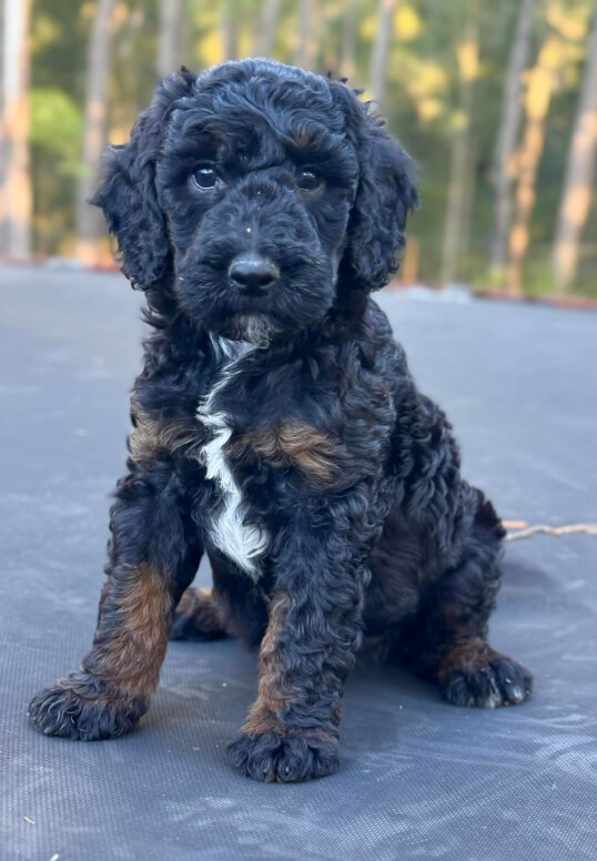 Lighthouse Labradoodles