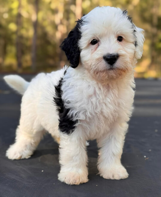 Lighthouse Labradoodles