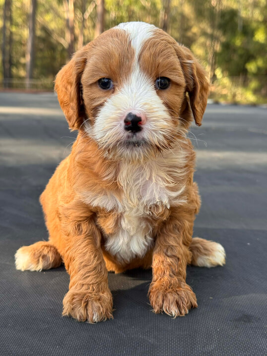 Lighthouse Labradoodles