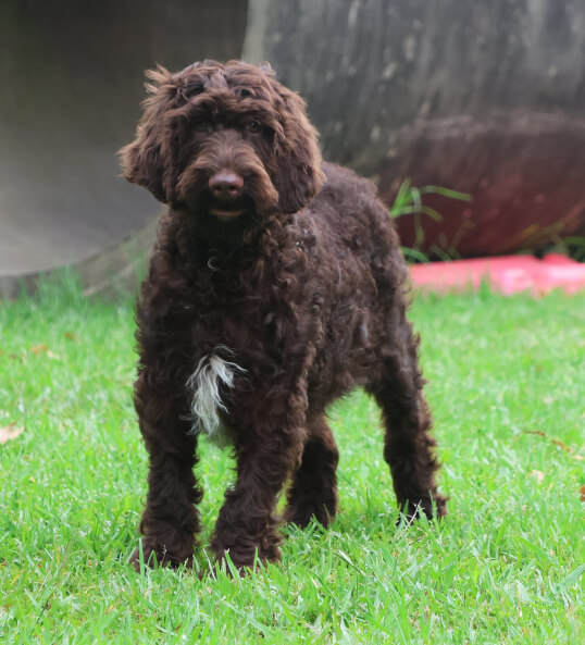 <b>FEMALE AUSTRALIAN LABRADOODLE - READY NOW&nbsp;</b>