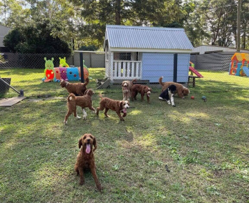 Photo-gallery - Lighthouse Labradoodles