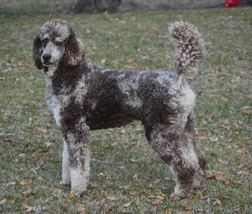 Photo-gallery - Lighthouse Labradoodles