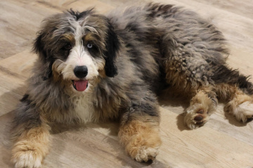 Photo-gallery - Lighthouse Labradoodles