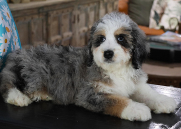 Photo-gallery - Lighthouse Labradoodles