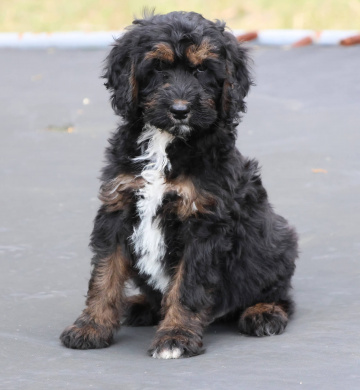 Photo-gallery - Lighthouse Labradoodles