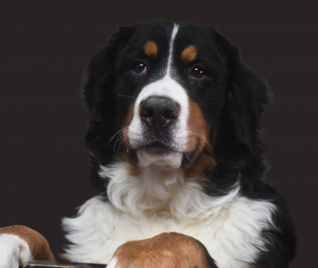 Photo-gallery - Lighthouse Labradoodles
