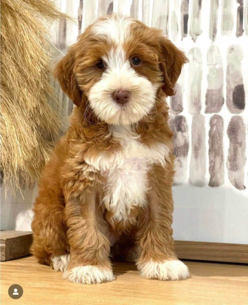 Photo-gallery - Lighthouse Labradoodles