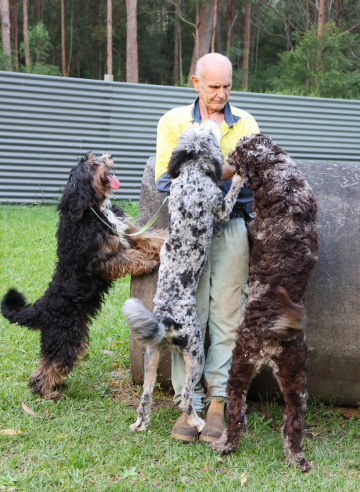 Photo-gallery - Lighthouse Labradoodles