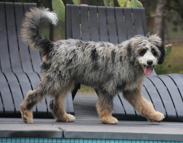 Photo-gallery - Lighthouse Labradoodles