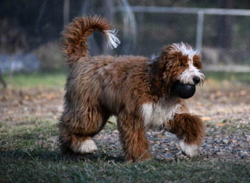 Photo-gallery - Lighthouse Labradoodles