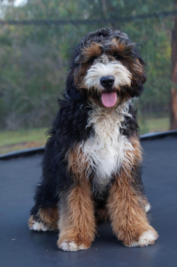 Photo-gallery - Lighthouse Labradoodles