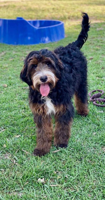 Photo-gallery - Lighthouse Labradoodles