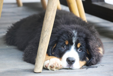 Photo-gallery - Lighthouse Labradoodles
