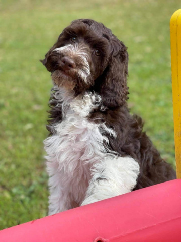 Photo-gallery - Lighthouse Labradoodles