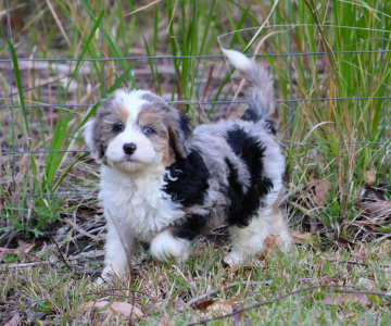 Photo-gallery - Lighthouse Labradoodles