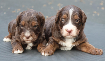Photo-gallery - Lighthouse Labradoodles
