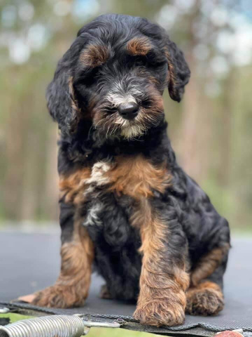 Photo-gallery - Lighthouse Labradoodles