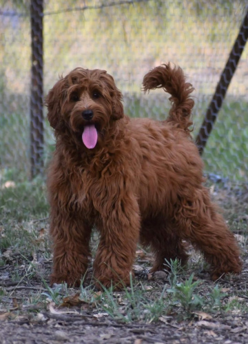 Photo-gallery - Lighthouse Labradoodles