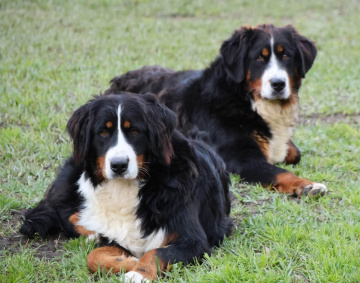 Photo-gallery - Lighthouse Labradoodles