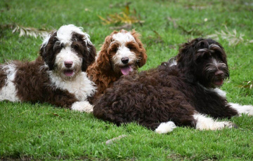 Photo-gallery - Lighthouse Labradoodles