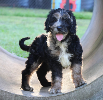 Photo-gallery - Lighthouse Labradoodles