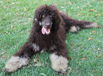 Photo-gallery - Lighthouse Labradoodles