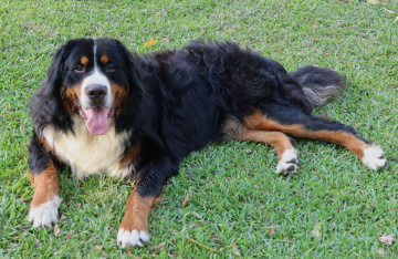 Photo-gallery - Lighthouse Labradoodles