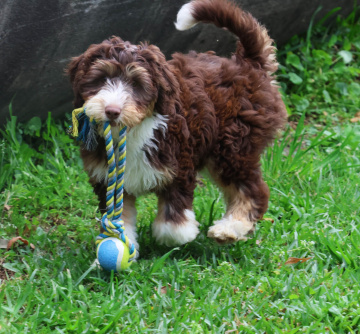 Photo-gallery - Lighthouse Labradoodles