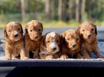 Photo-gallery - Lighthouse Labradoodles