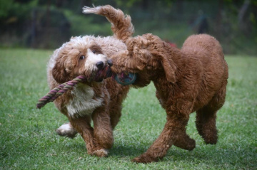 Photo-gallery - Lighthouse Labradoodles