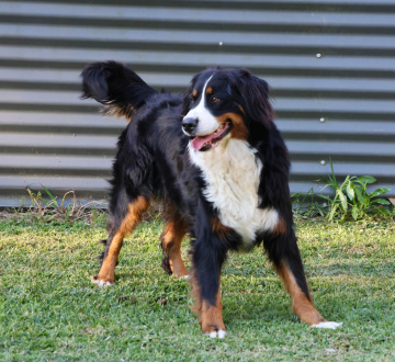 Photo-gallery - Lighthouse Labradoodles